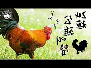 公雞 叫